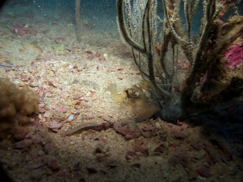 Blue spotted fan tail ray